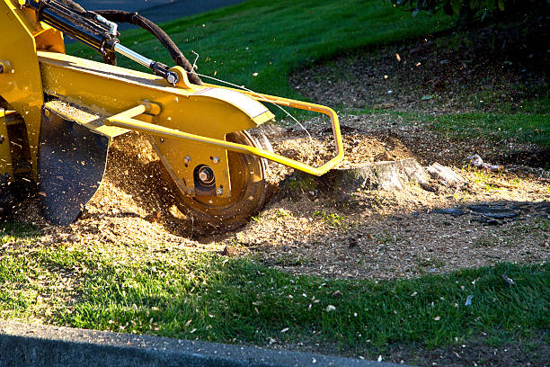 How Our Tree Care Process Works  in  Cold Spring, NY